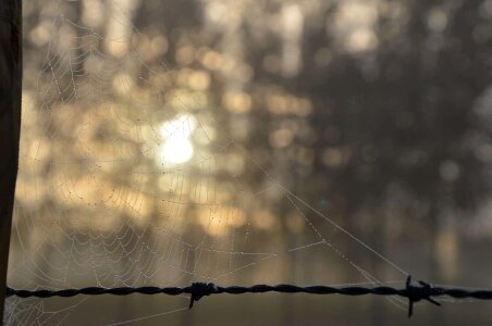 Barbed Wire bokeh depth