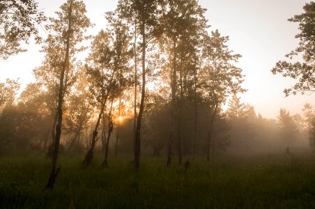 Humidity dawn morning photo