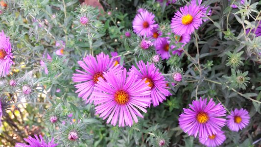 Autumn garden nature