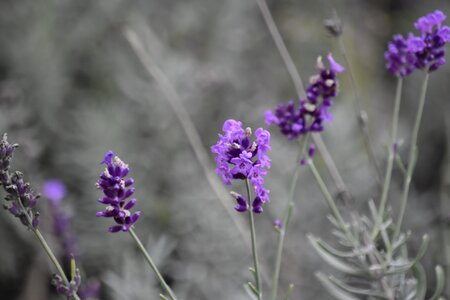Lavender purple wildflower photo