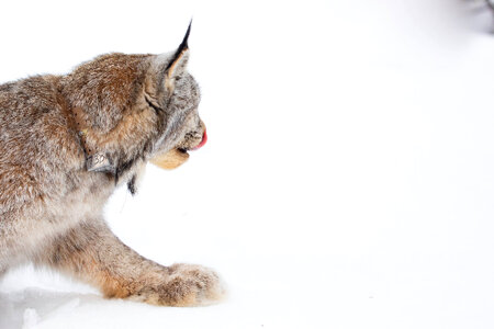 Newly collared female lynx-1 photo