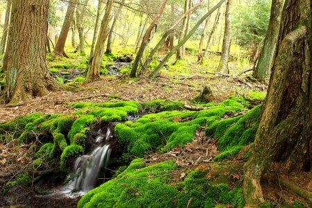 Branch ecology environment photo