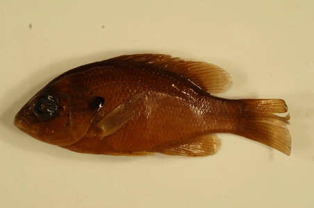 Lepomis auritus-3