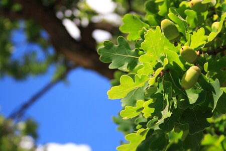 Flora fresh green photo