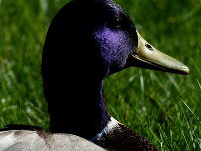 Duck head shine violet photo