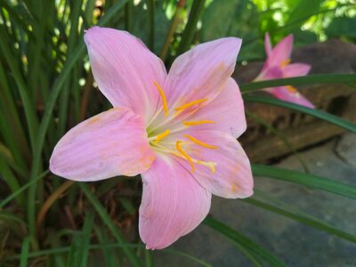 Beautiful beautiful flowers beautiful image