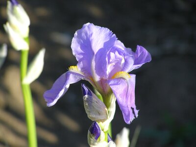 Floral plant natural
