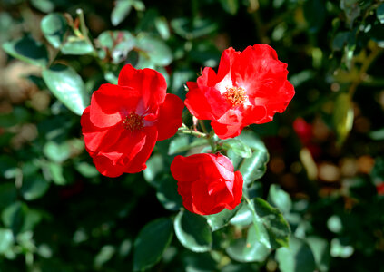 Garden of camellia flower photo