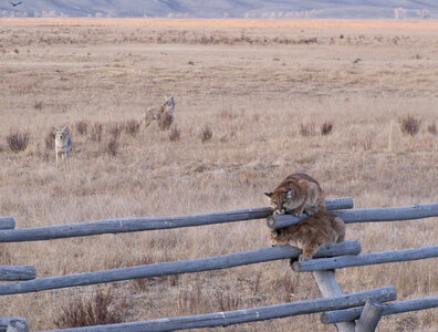 Juvenille Mountain lions with Coyotes moving closer photo