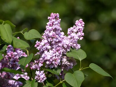 Fliederblueten lilac umbels flowers photo