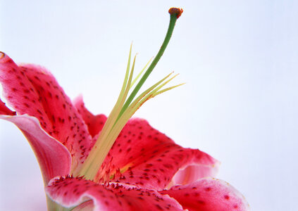 Closeup red flower photo