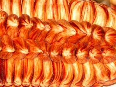 Food huacanquillas maize variety