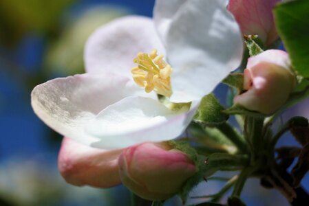Nature apple tree blossom photo