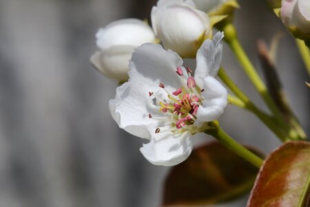 Pistil white flower spring