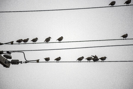 Many small birds perched on the telephone wire