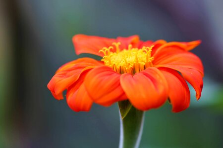 Beautiful Flowers blooming blossom photo