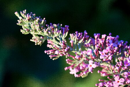 Plant summer lilac flowers photo