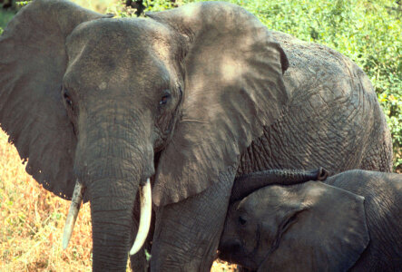 African elephant photo
