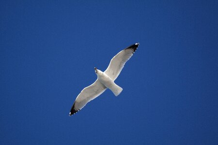 Flight flying bird