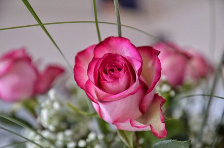 Red bouquet pink photo