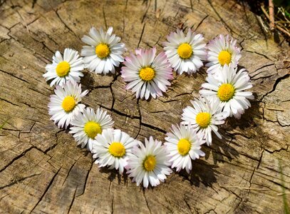Flower heart spring heart shaped