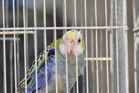 Parrot beak animal photo
