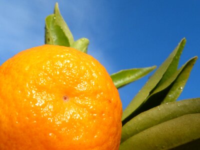 Beautiful Photo citrus delicious