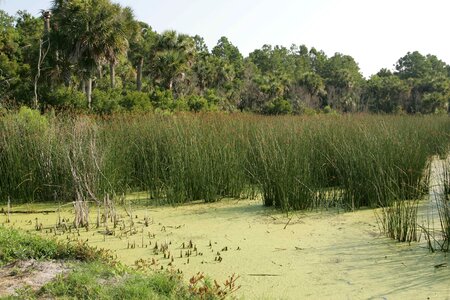 Marsh palm trees