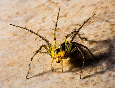 Spider arachnids close up photo