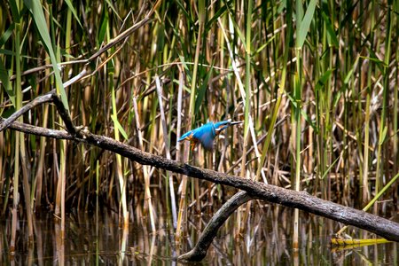 Animal avian beak photo