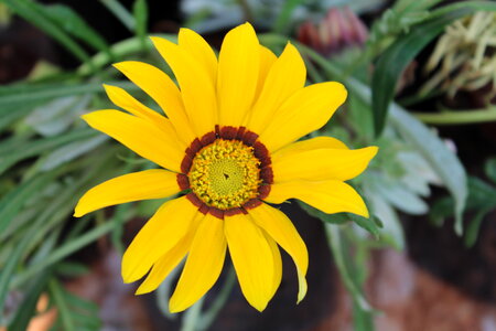 Sunflower Yellow
