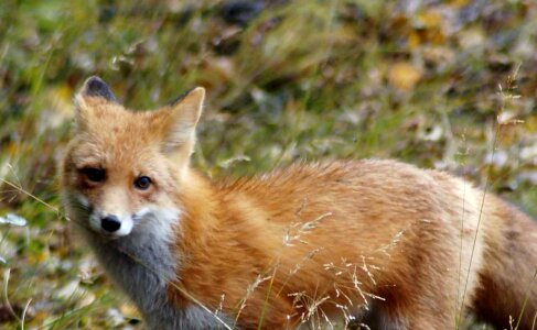 Male red red fox photo