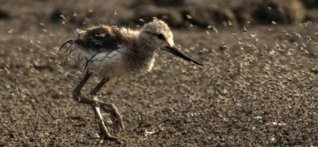 American bird chick photo