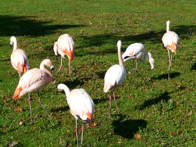 Phoenicopteriform phoenicopteridae birds
