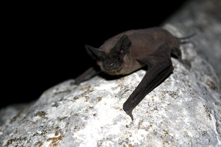 Mexican free-tailed bat photo