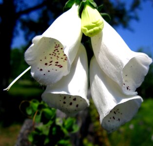 Garden blooms flourishing