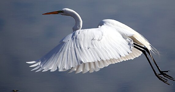 Animal avian beak photo