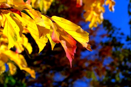 Autumn autumn season branch photo