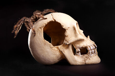 Spider on Human Skull photo