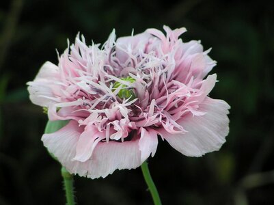 Blossom opium opium poppy photo