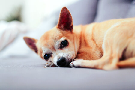 Small Dog Lying and Resting at Home photo