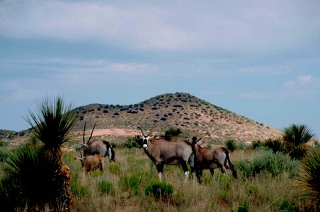 African mammal Oryx gazella