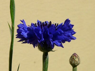 Bloom bud blue