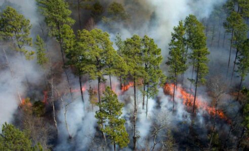 Fire forest 