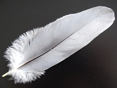 Beautiful white feather structure photo