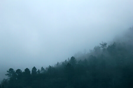 5 Fog forest gray photo