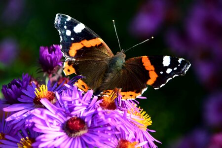 Animal arthropod beautiful