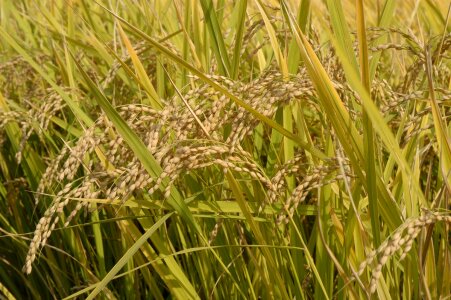 close up of yellow green rice field