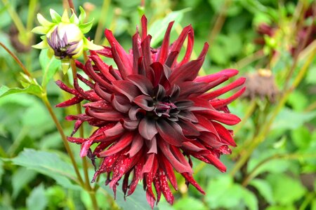 Nature plant day