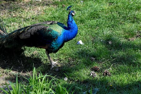 Bird peacock nature photo